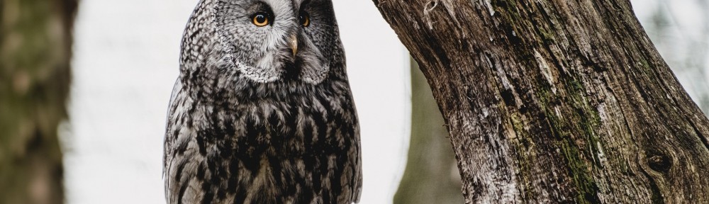 The wisdom from those who have come before us